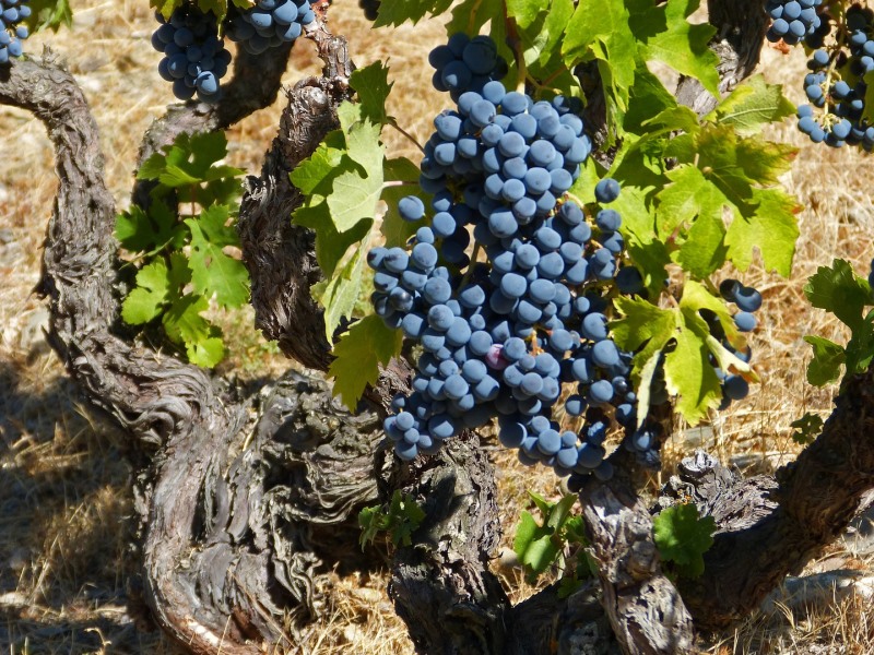 Garnacha en un arbol