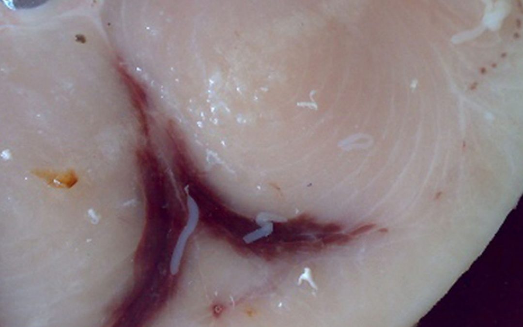 Qué pescados tienen anisakis