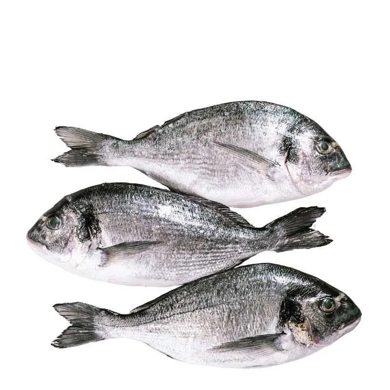 Dorada